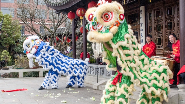 Two traditional Chinese dancing lions- performers under lion costumes. 