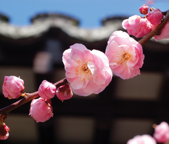 Pink plum blossoms by the roof of Lan Su's Scholar's Study.