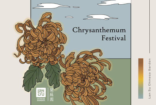 Chrysanthemum Festival