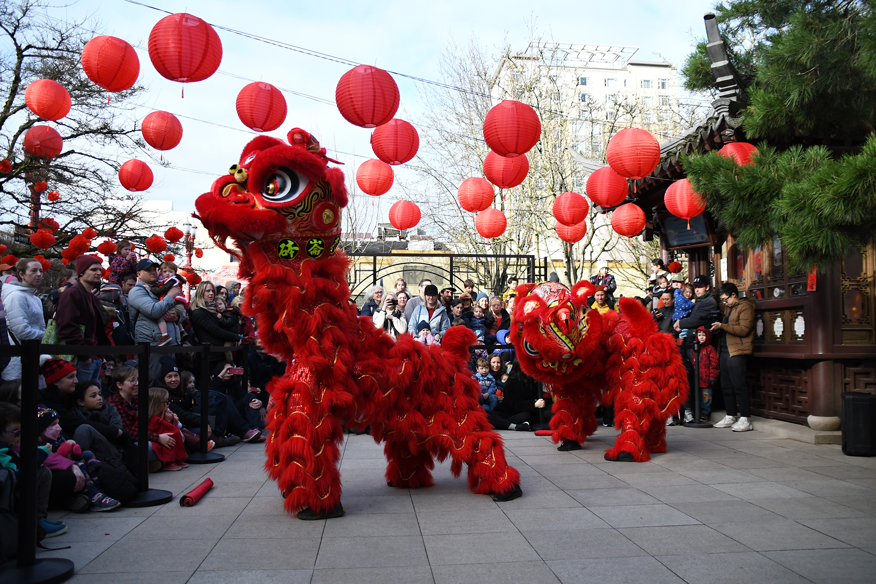 Culture Spotlight: Lion and Dragon Dances