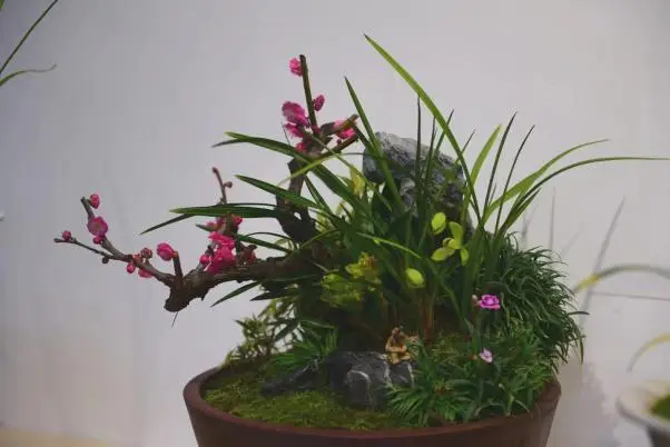 Hort Tidbit March 2026: The Elegant Orchid 國蘭, Lan Su’s Namesake