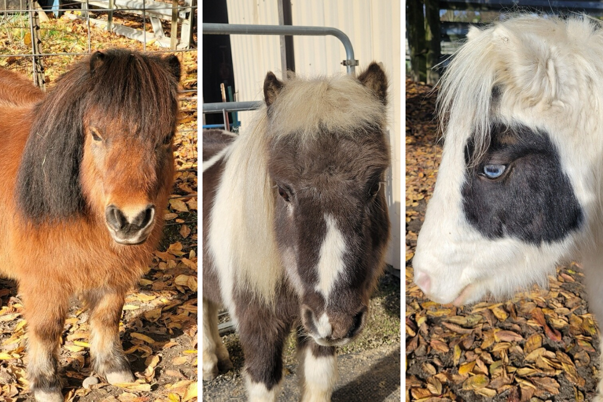 Mini horses coming to Lunar New Year at Lan Su