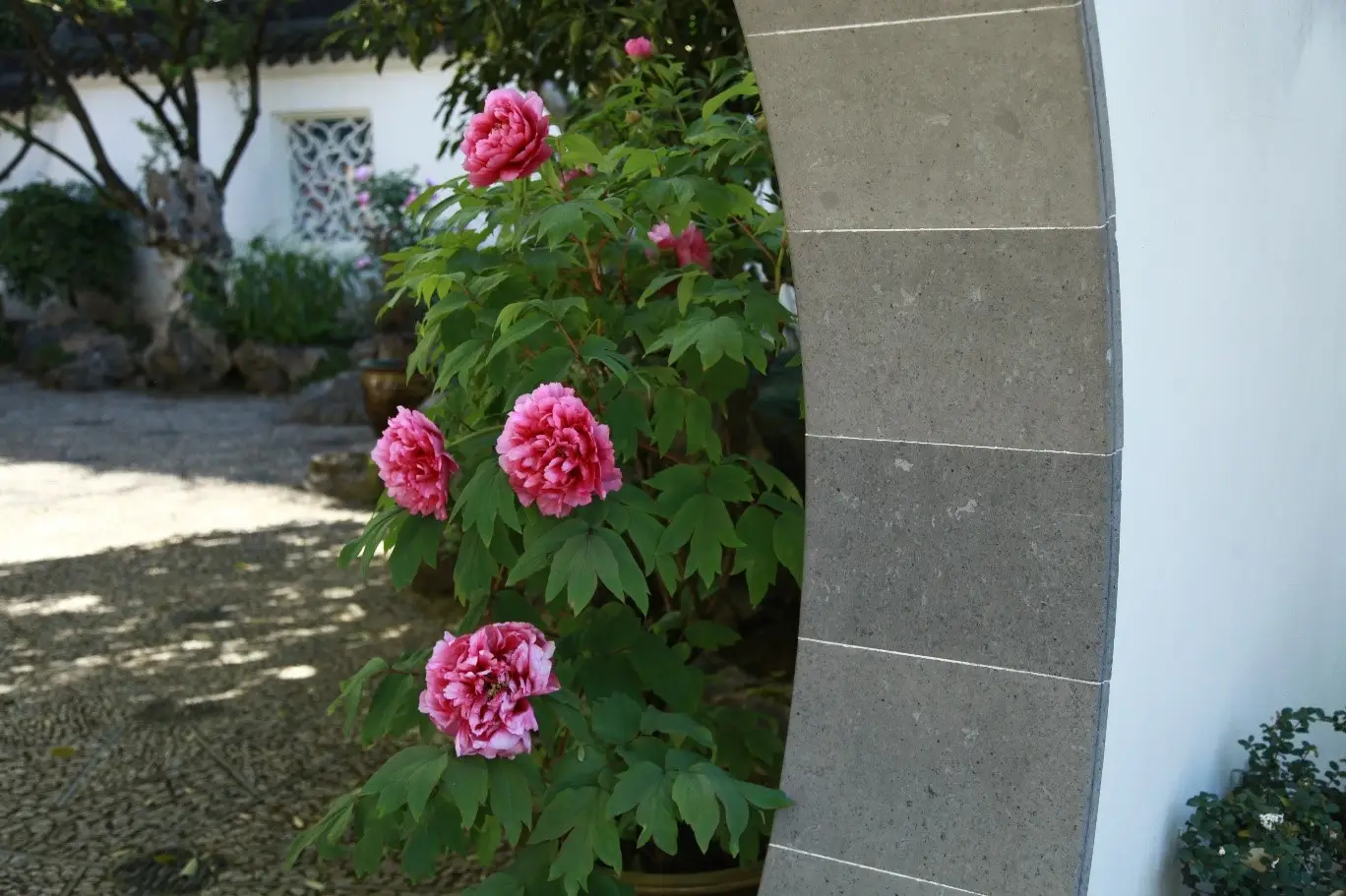 Culture Spotlight: Peony, the Only Flower Dare to Say No to the Empress Wu