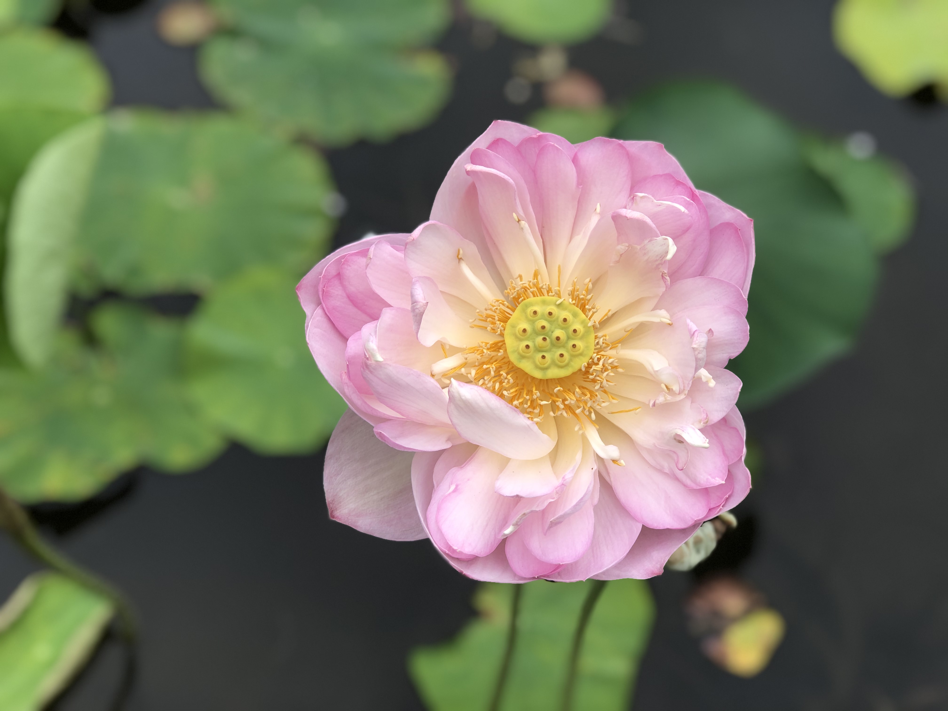 Hort Tidbit – June/July 2025: Delving into the 12 Months of Flowers