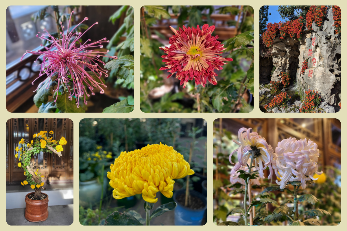 Culture Spotlight: These are not your grocery store mums