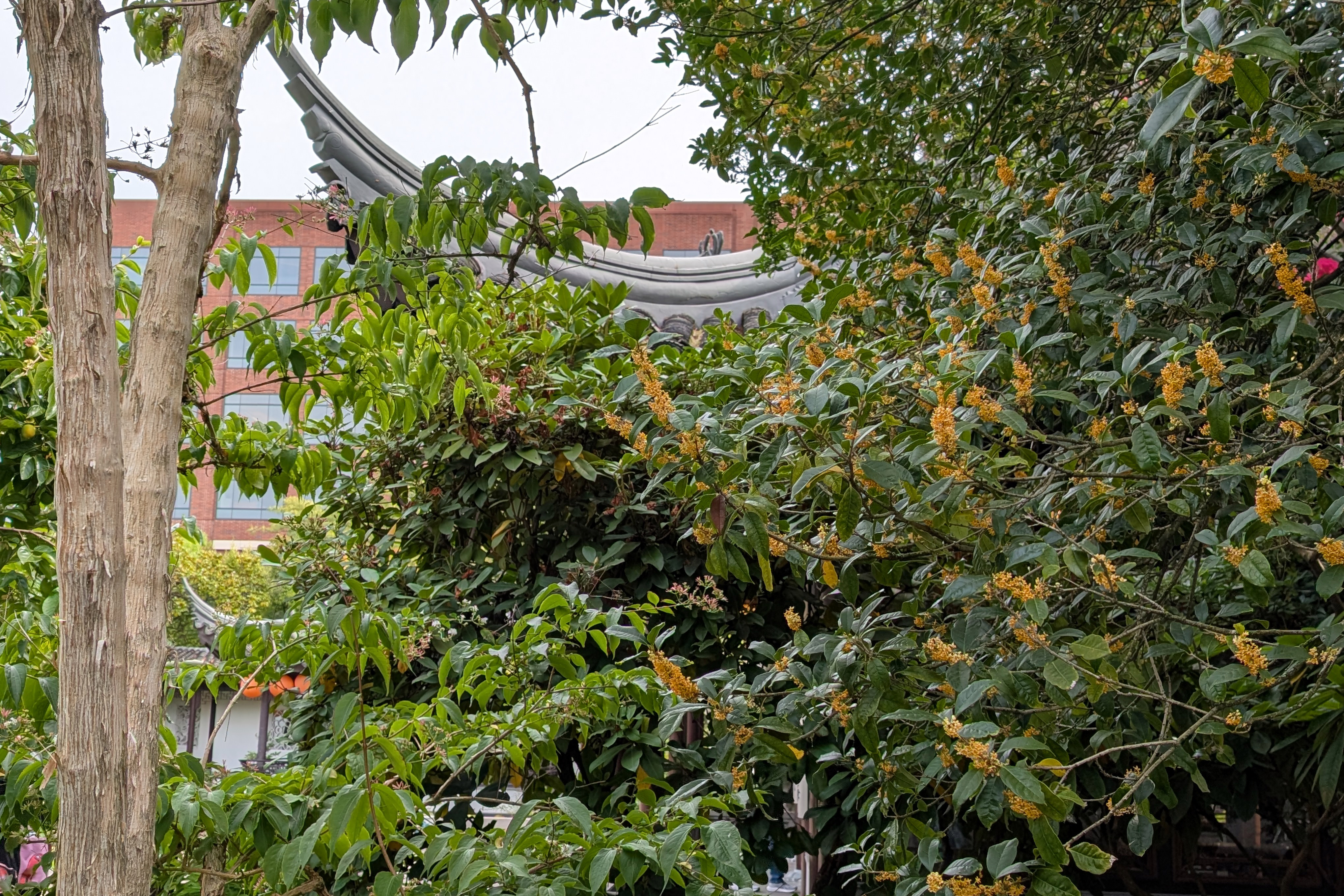 Tiny golden osmanthus flowers bloom on a large tree next to Lan Su's Hall of Brocade Clouds.