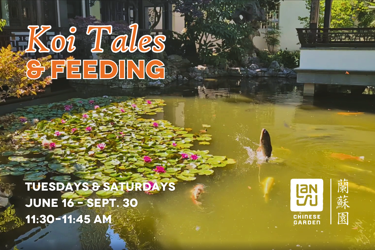 A koi leaps from Lake Zither at Lan Su next to water lilies