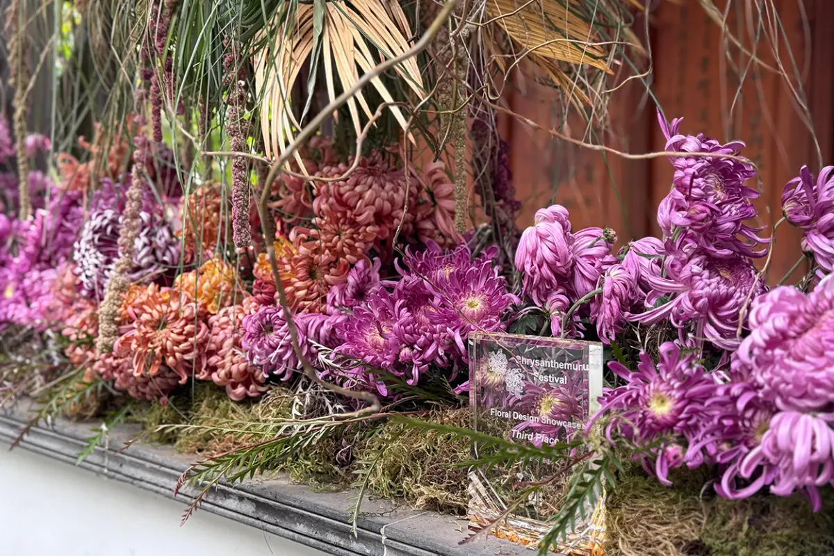 A close up photo of pink and orange chrysanthemums in Lauren Say's 2025 design entry