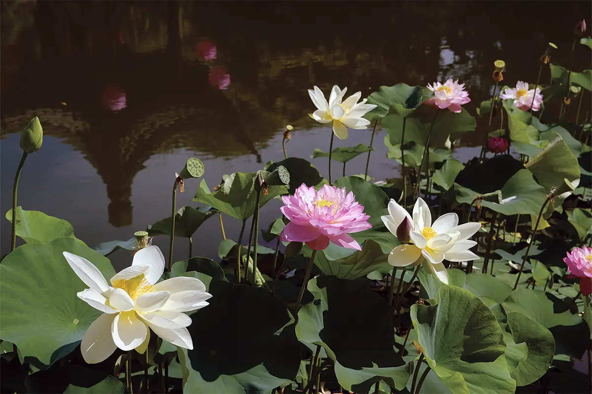 pink and white lotus flowers line Lake Zither at Lan Su