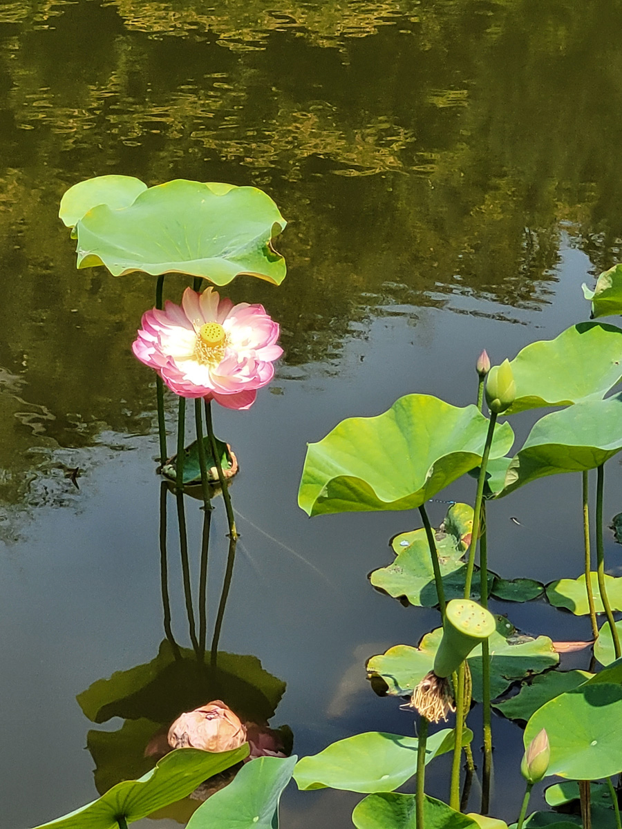 Cultural Spotlight: Lotus Blossoms