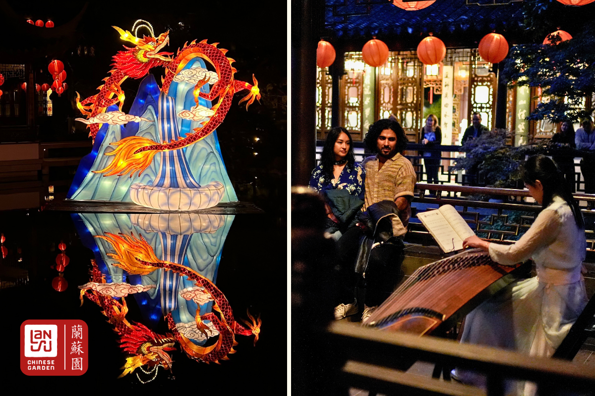 Music + Lantern Viewing Night