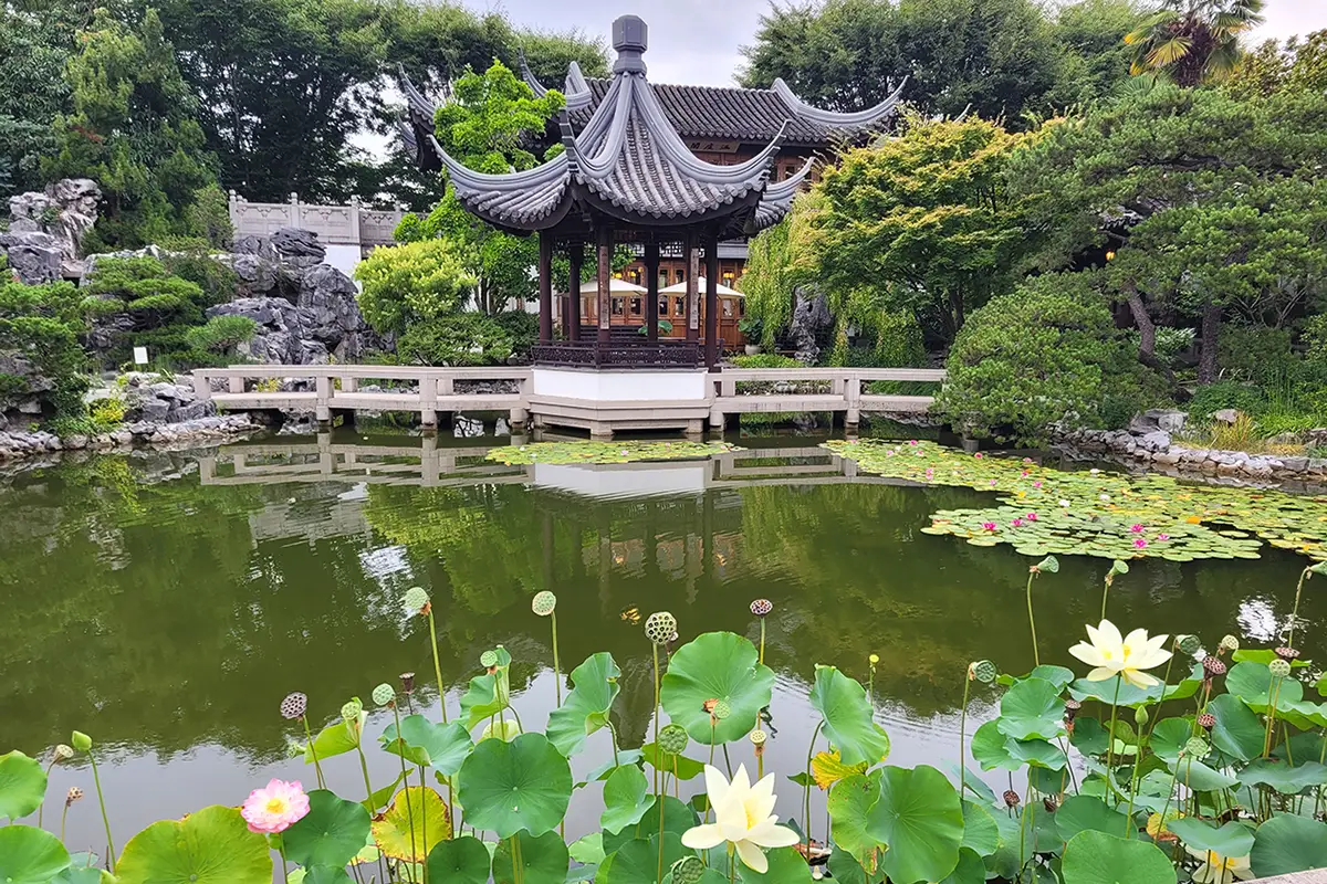 pink and white lotus flowers line Lake Zither at Lan Su