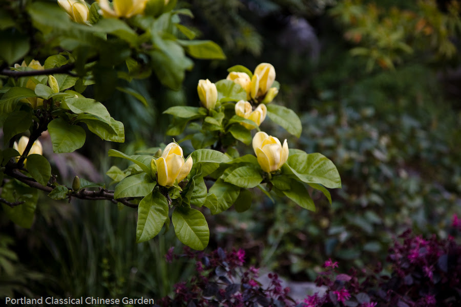 Culture Spotlight: Magnolia (木蘭花) and Mulan