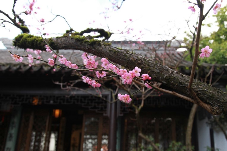 Hort Tidbit February 2026: The Flower Goddess of the 2nd Month, Plum Blossom (梅花)